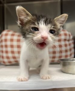 動物病院の診察台の上でこちらに向かって鳴く白と灰色の子猫。奥にチェック柄の毛布、横にステンレスの器が写っている