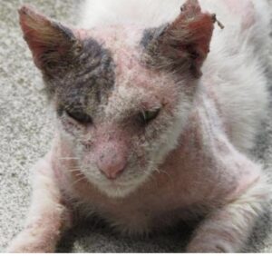 顔の毛がほとんど抜け皮膚が赤くただれた野良猫のアップ。耳の先まで皮膚炎が広がっている