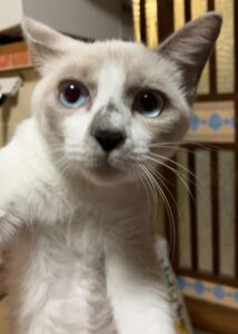 アップで写った若い猫の顔。青みがかった目とグレーのポイント柄が特徴で、人懐っこい表情をしている