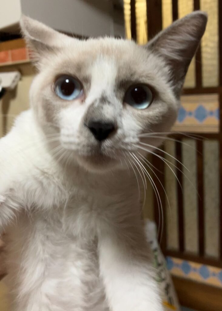 里親を待つ白い猫