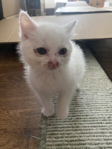 室内の敷物の上を歩く真っ白な子猫。カメラを見上げてこちらに近づいてくる