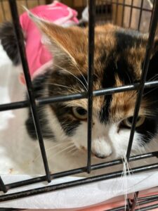 ケージの金網越しにこちらを見つめる三毛猫のアップ