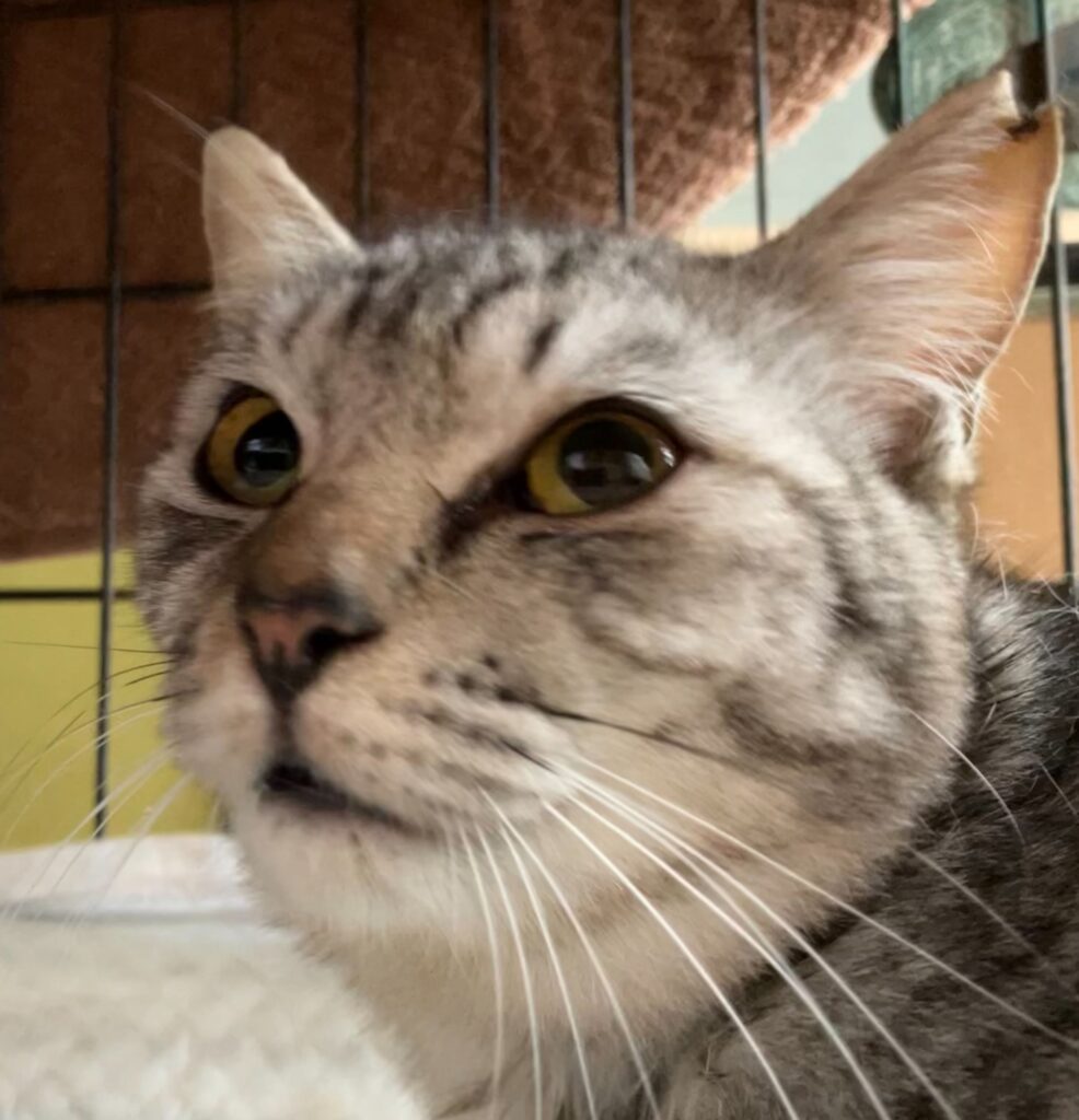 見上げるキジトラ猫