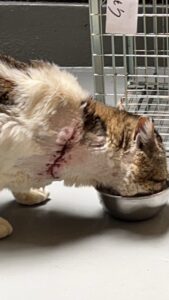 エサを食べながら傷の見えるキジトラ白猫のアップ