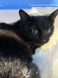 キャリーの中で毛に粉が付いた、耳カット済みの黒猫のアップ