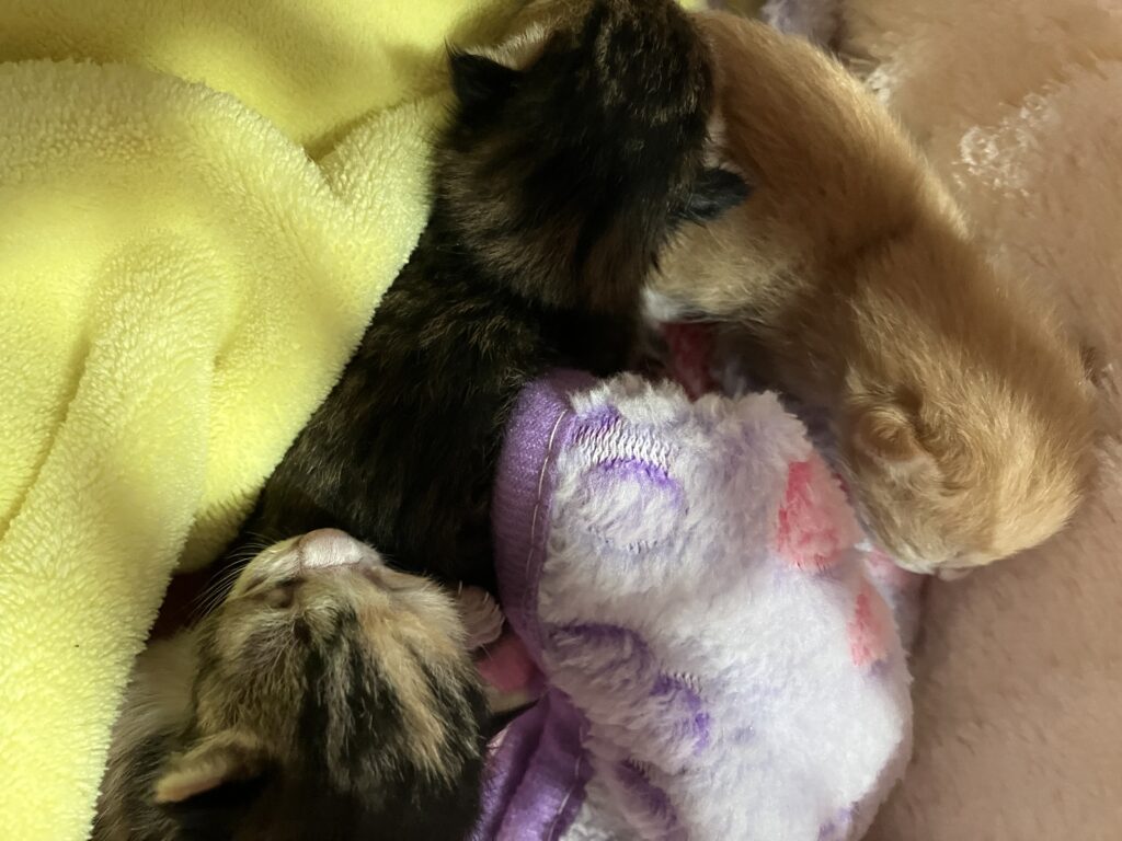 毛布の中で眠る子猫たち
