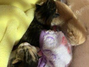 黄色い毛布の上でぬいぐるみに寄り添って眠る茶トラと三毛の子猫たち