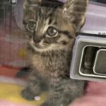 車の窓越しにこちらを見上げる目の大きな野良の子猫