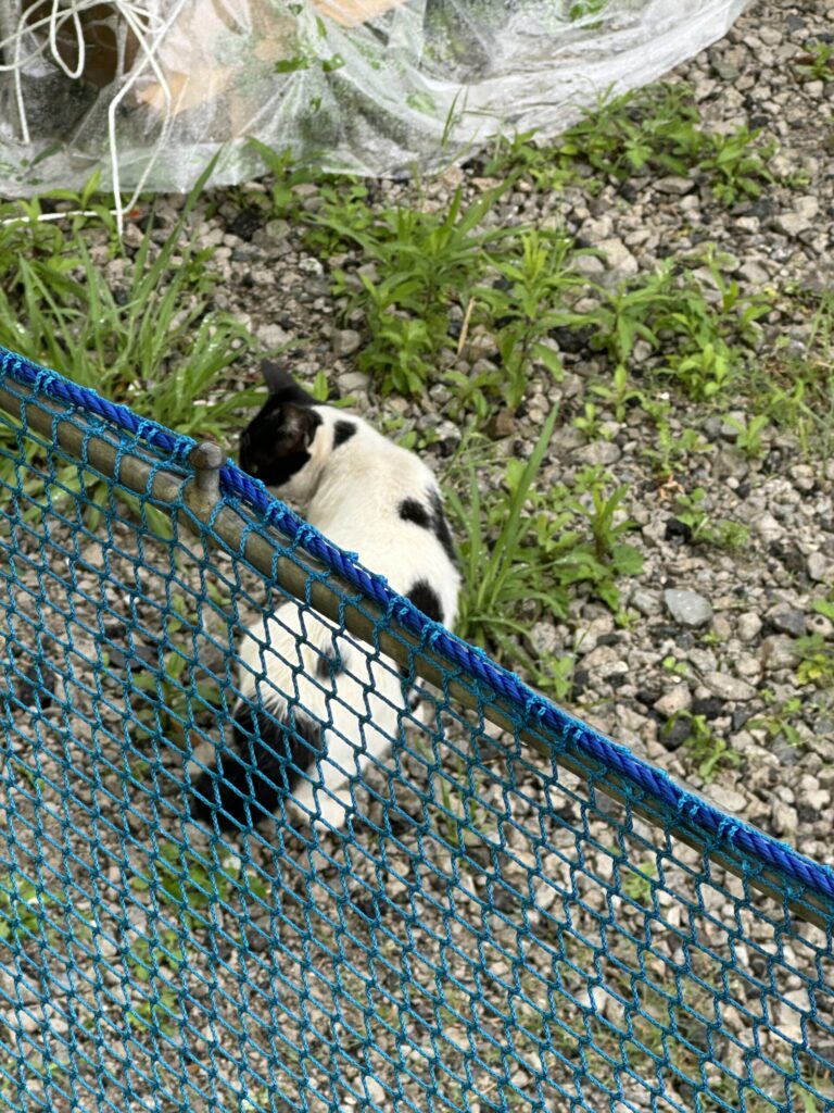 捕獲ネットの中の白黒猫