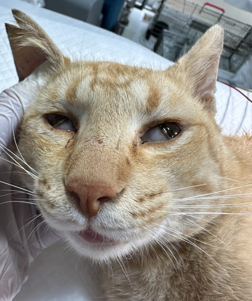 歴戦の風格がある茶トラの雄猫