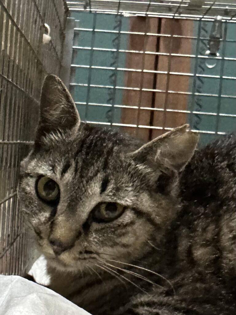 捕獲器の中で落ち着いているキジトラ猫