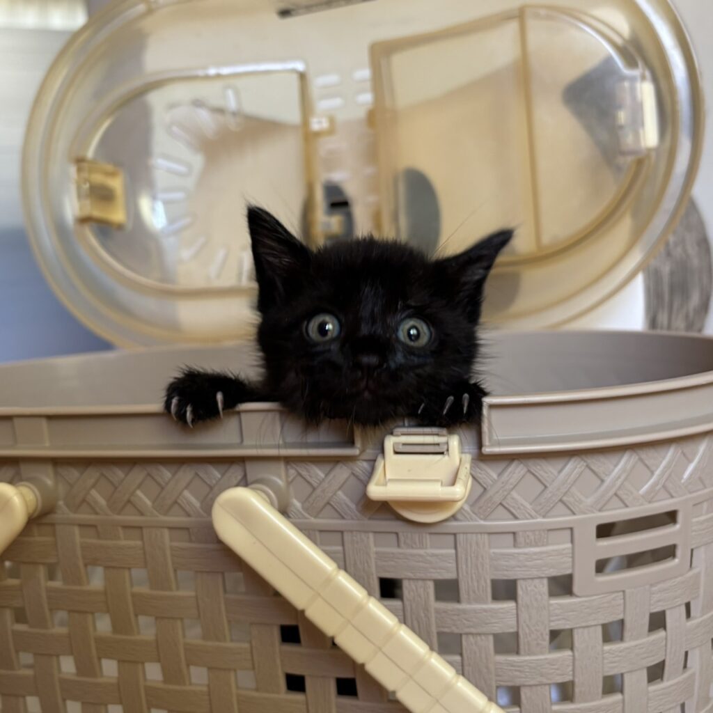 かごから顔を出す黒い子猫