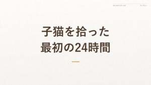 「子猫を拾った最初の24時間」の文字が入った記事アイキャッチ画像