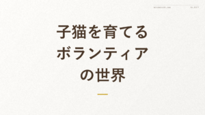 「子猫を育てるボランティアの世界」の文字が入った記事アイキャッチ画像