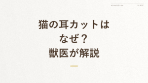 「猫の耳カットはなぜ？獣医が解説」の文字が入った記事アイキャッチ画像
