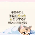 子猫のこと子猫を拾ったらどうする?最初の24時間の対応