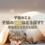 子猫のこと子猫の里親はどう探す?募集文と注意点も紹介