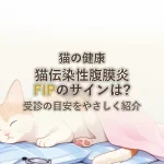 猫の健康猫伝染性腹膜炎FIPのサインは?受診の目安をやさしく紹介