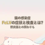 猫の感染症FeLVの症状と検査とは?野良猫との関わりも