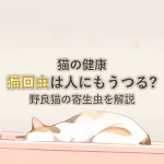 猫の健康猫回虫は人にもうつる?野良猫の寄生虫を解説