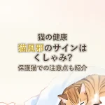 猫の健康猫風邪のサインはくしゃみ?保護猫での注意点も紹介