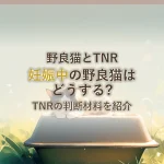 野良猫とTNR妊娠中の野良猫はどうする?TNRの判断材料を紹介