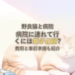 野良猫と病院病院に連れて行くには何が必要?費用と事前準備も紹介