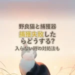 野良猫と捕獲器捕獲失敗したらどうする?入らない時の対処法も