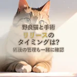 野良猫と手術リリースのタイミングは?術後の管理も一緒に確認