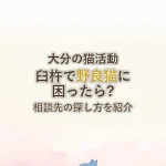 大分の猫活動臼杵で野良猫に困ったら?相談先の探し方を紹介