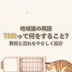 地域猫の用語TNRって何をすること?費用と流れをやさしく紹介