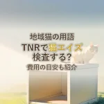 地域猫の用語TNRで猫エイズ検査する?費用の目安も紹介